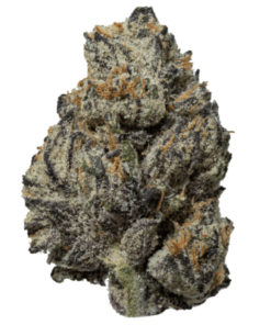 Black Truffle